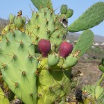 "Dans la vie, il y a des Cactus...", storytelling version, une phrase culte de J. Dutronc revisitée par Fab?! Studios Paris. S'y aventurer !